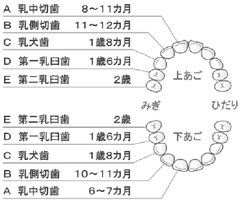 歯 の 抜ける 順番