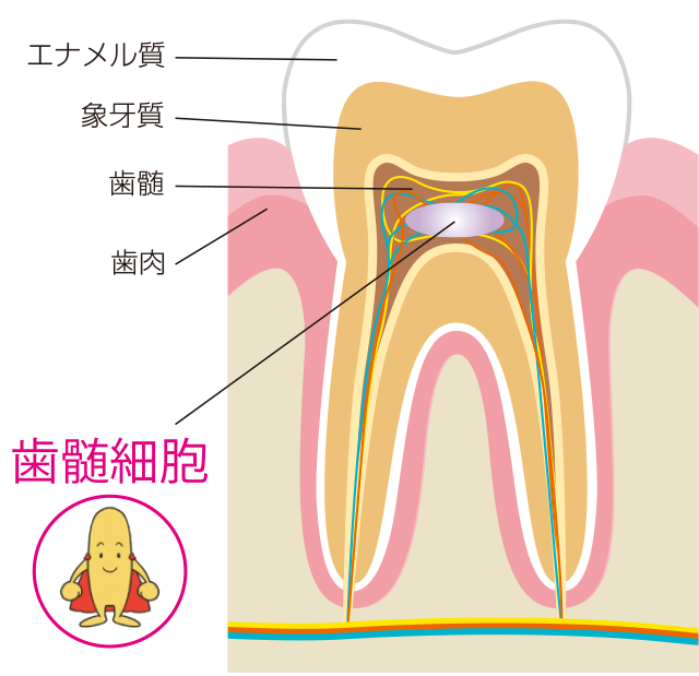 歯髄細胞の魅力