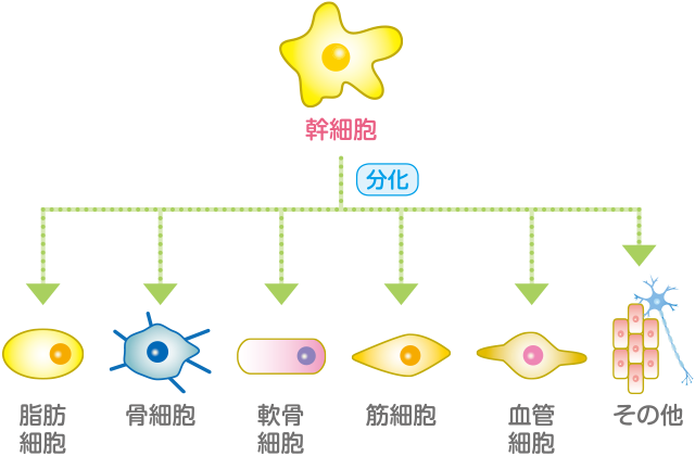 細胞分化