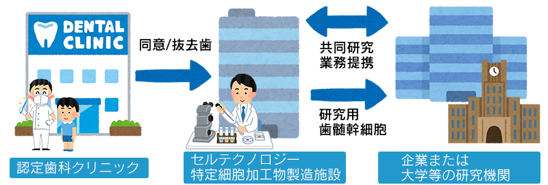 献歯とは?