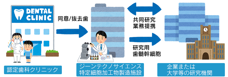 献歯とは?
