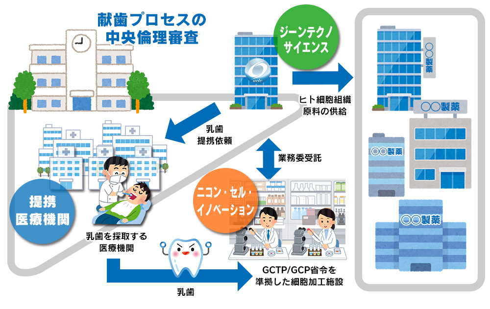 献歯の更なる可能性